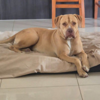 Photo of Annie Lennox