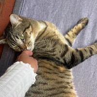Photo of Lily
