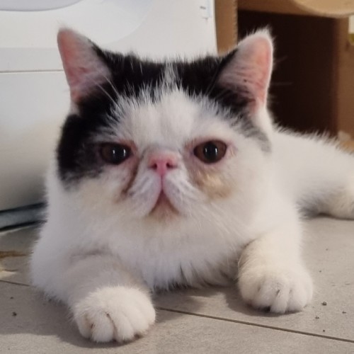 Obie - Exotic Shorthair Cat