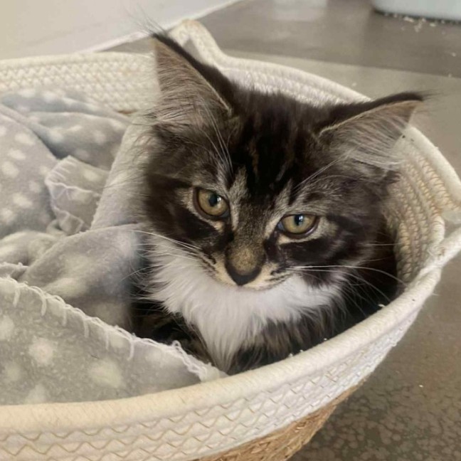 Photo of Furr Kenstein