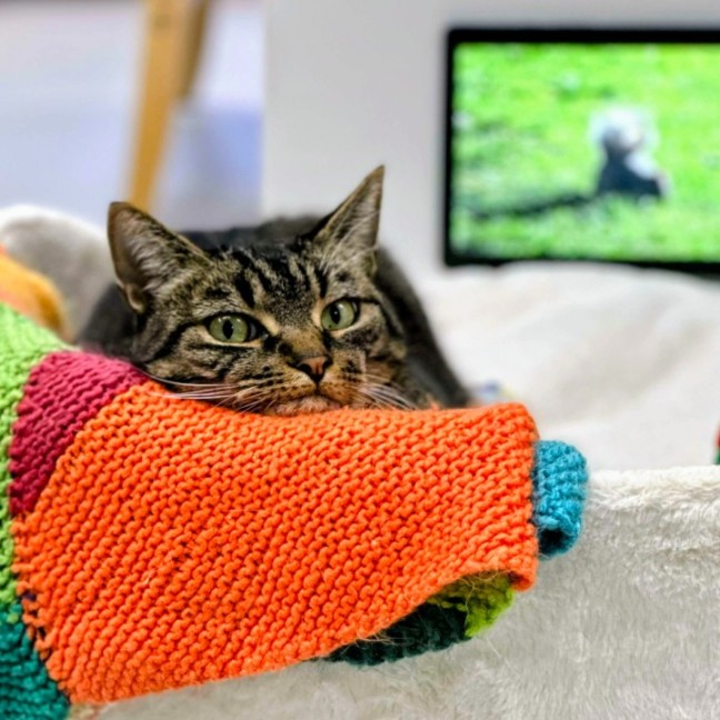 Photo of 🎮 Nippet 5903 🎮