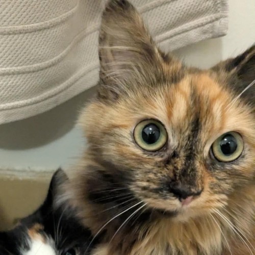 Hibiscus - Domestic Medium Hair (DMH) Cat