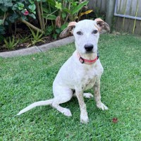 Photo of Brandy