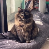 Photo of Tina **2nd Chance Cat Rescue**