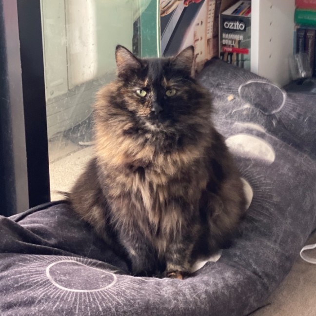 Photo of Tina **2nd Chance Cat Rescue**