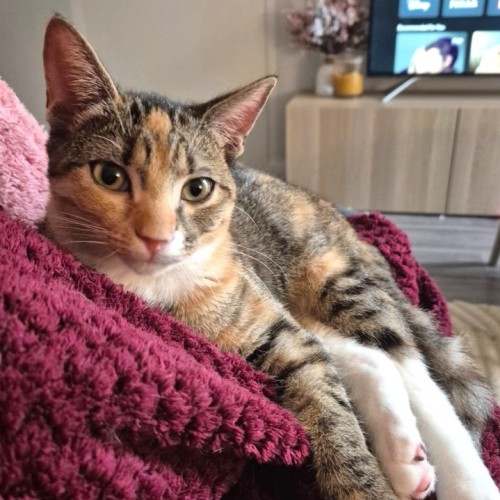 River 🌊 - Domestic Short Hair (DSH) Cat