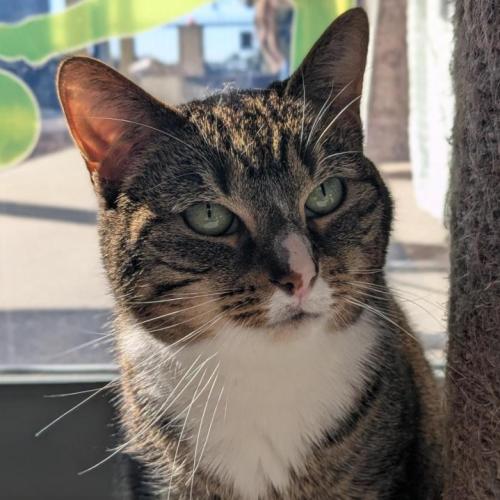 🎊 Martha May 6710 🎊 - Domestic Short Hair (DSH) Cat