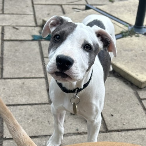 Melona - Bull Arab Dog