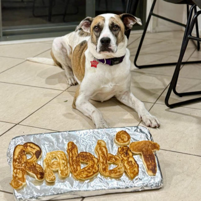 Photo of Rabbit