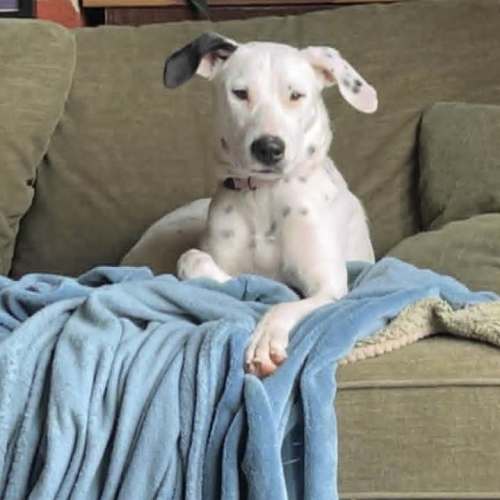 Daisy - Mixed breed Dog