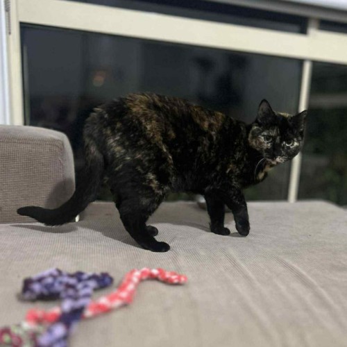 Shelby - Domestic Short Hair (DSH) Cat