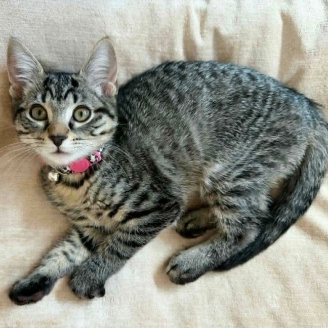 Photo of Sashy ** 2nd Chance Cat Rescue **
