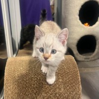 Photo of Bart