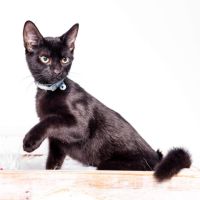 Photo of Onyx