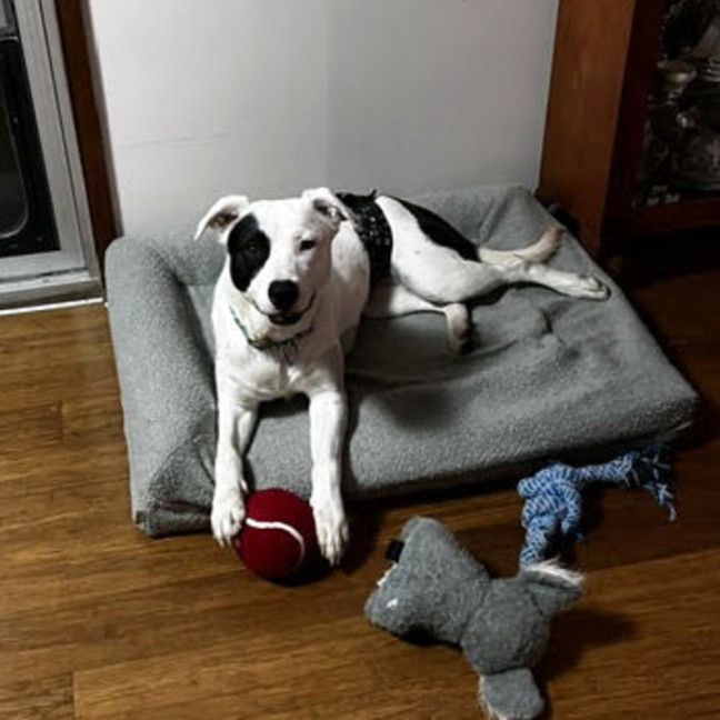 Photo of Panda 🐼 20 Month Old, Border Collie X Staffy,Male