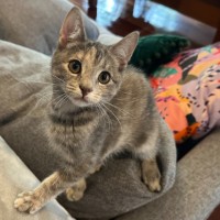 Photo of Enna **2nd Chance Cat Rescue**