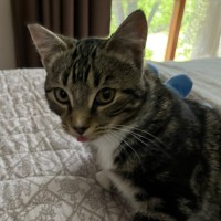 Photo of Mystery ** 2nd Chance Cat Rescue**
