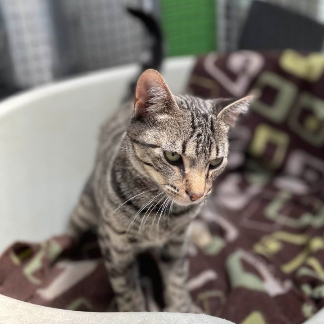 Photo of Slinky