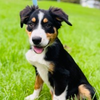 Photo of Chocko