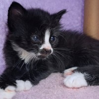 Photo of C1550 Halley