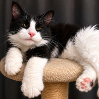 Photo of Gibson 
