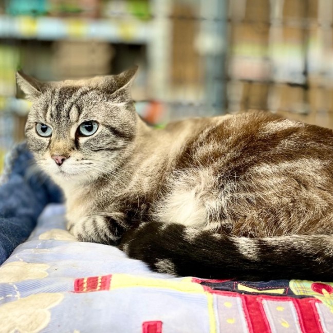 Photo of Cinnamon 