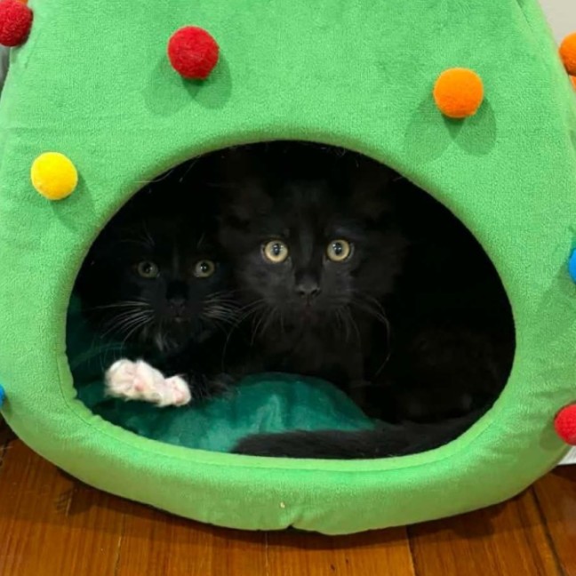 Photo of Bert & Ernie   In Foster In Wantirna Sth