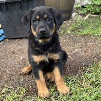 Photo of Romeo