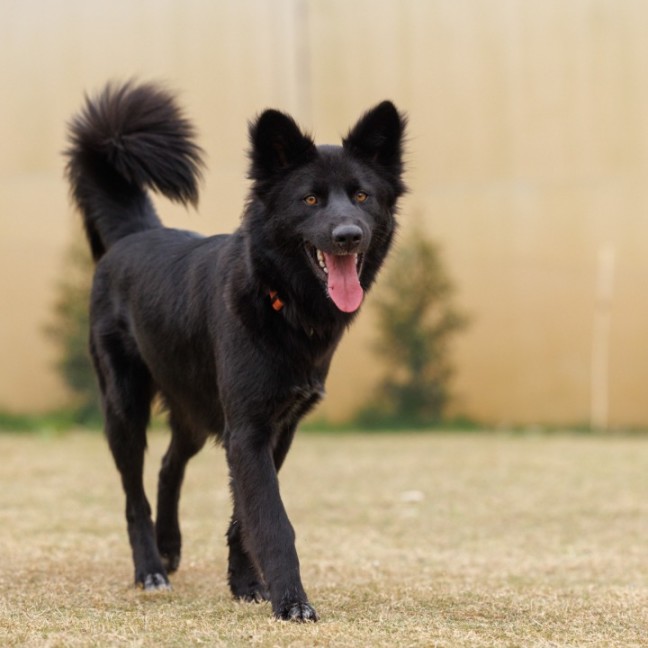 Photo of Shadow   18 Month Old Dingo Hybrid