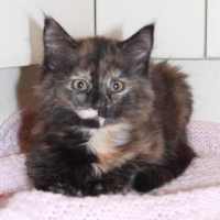 Photo of Daisy   Located In Croydon