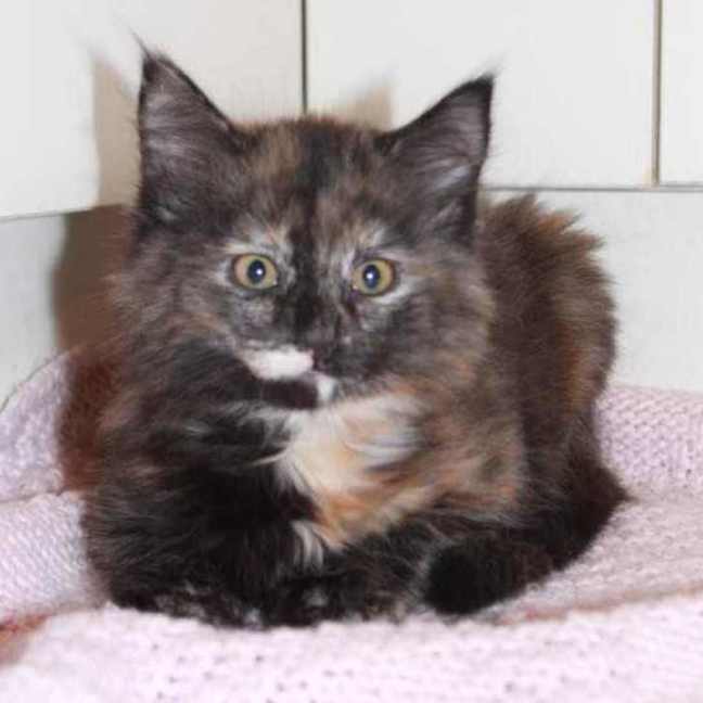 Photo of Daisy   Located In Croydon