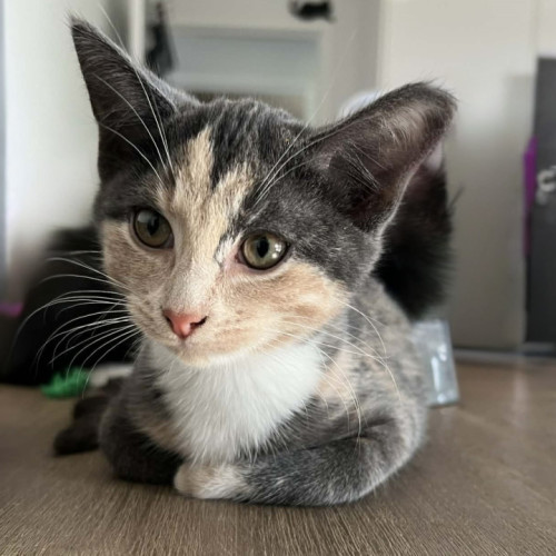 Nova - Domestic Short Hair (DSH) Cat