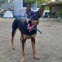 Photo of Zazu