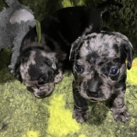 Photo of Onyx