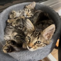 Photo of Dennis, Red, Leo 