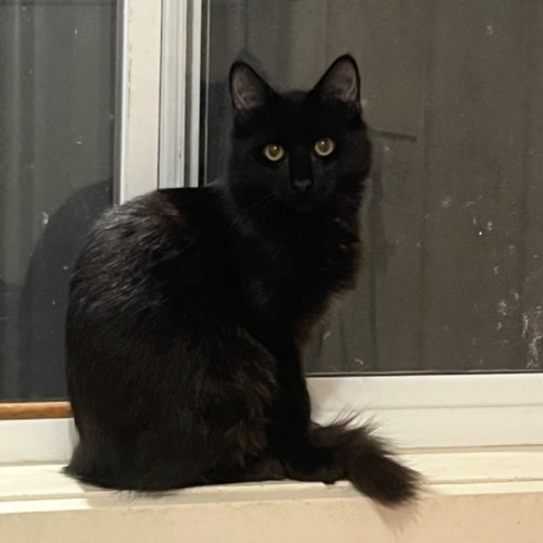 Colby - Domestic Short Hair (DSH) Cat