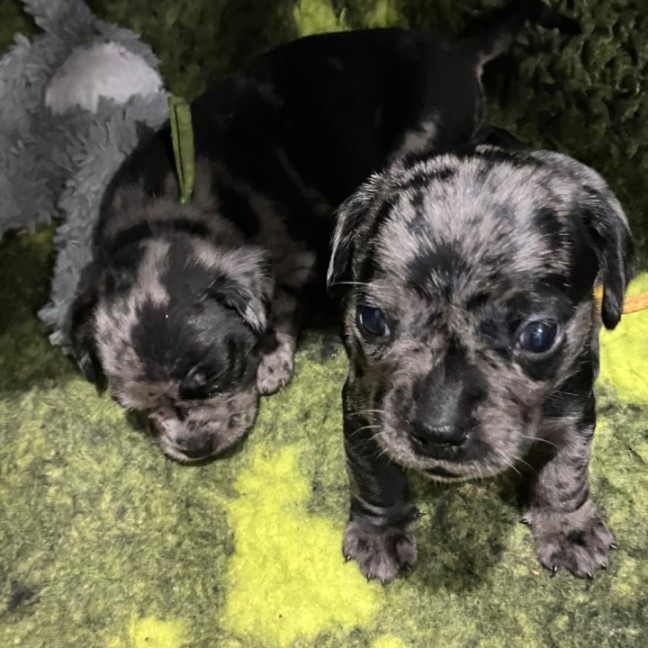 Photo of Onyx