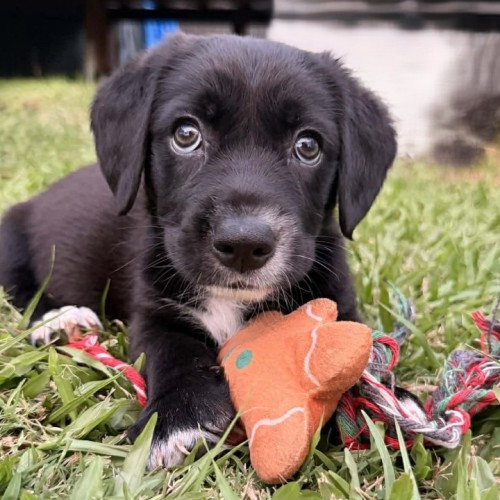 Shorty - American Staffordshire Terrier x Labrador Retriever Dog