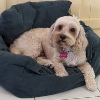 Photo of Ruby