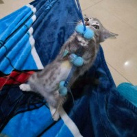 Photo of Miko **2nd Chance Cat Rescue **