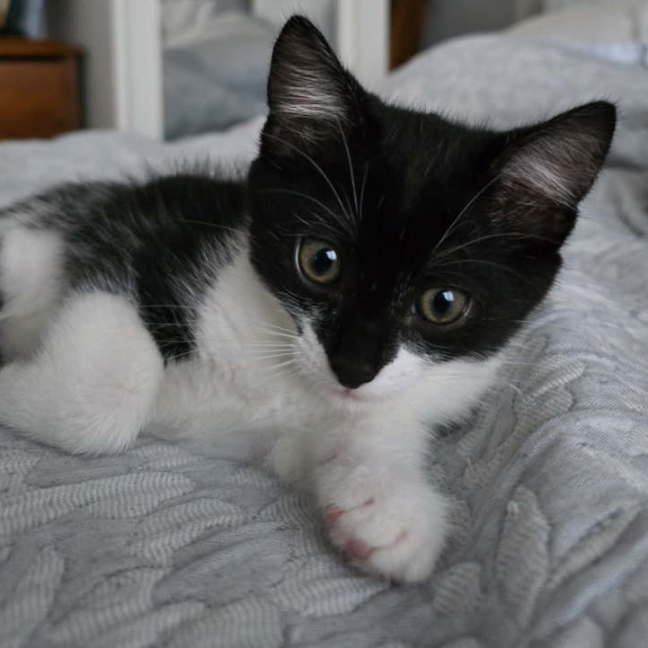 Photo of Violet 😻🌺