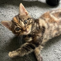 Photo of Illegally Smol