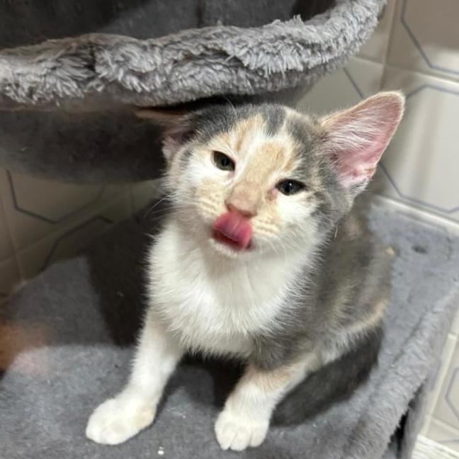 Photo of Sugar Snap