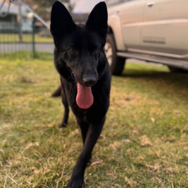 Photo of Luna