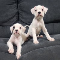 Photo of Jax 🐻🐾