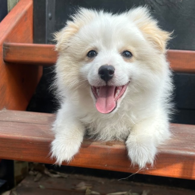Photo of Fluffy 💚
