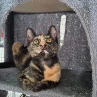 Photo of Opal **2nd Chance Cat Rescue**