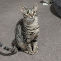Photo of Constantine **2nd Chance Cat Rescue**