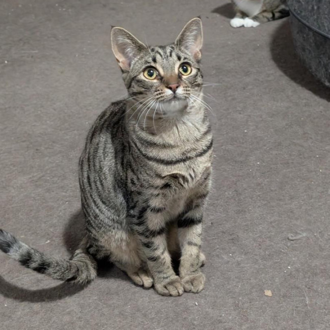 Photo of Constantine **2nd Chance Cat Rescue**