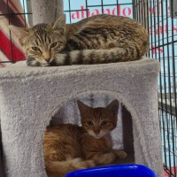 Photo of Henritta ** 2nd Chance Cat Rescue**